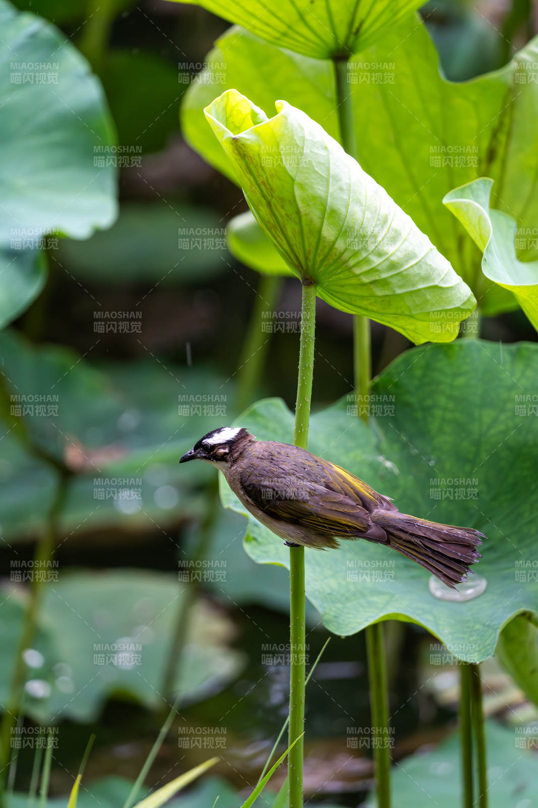 荷葉上的小鳥(niǎo)