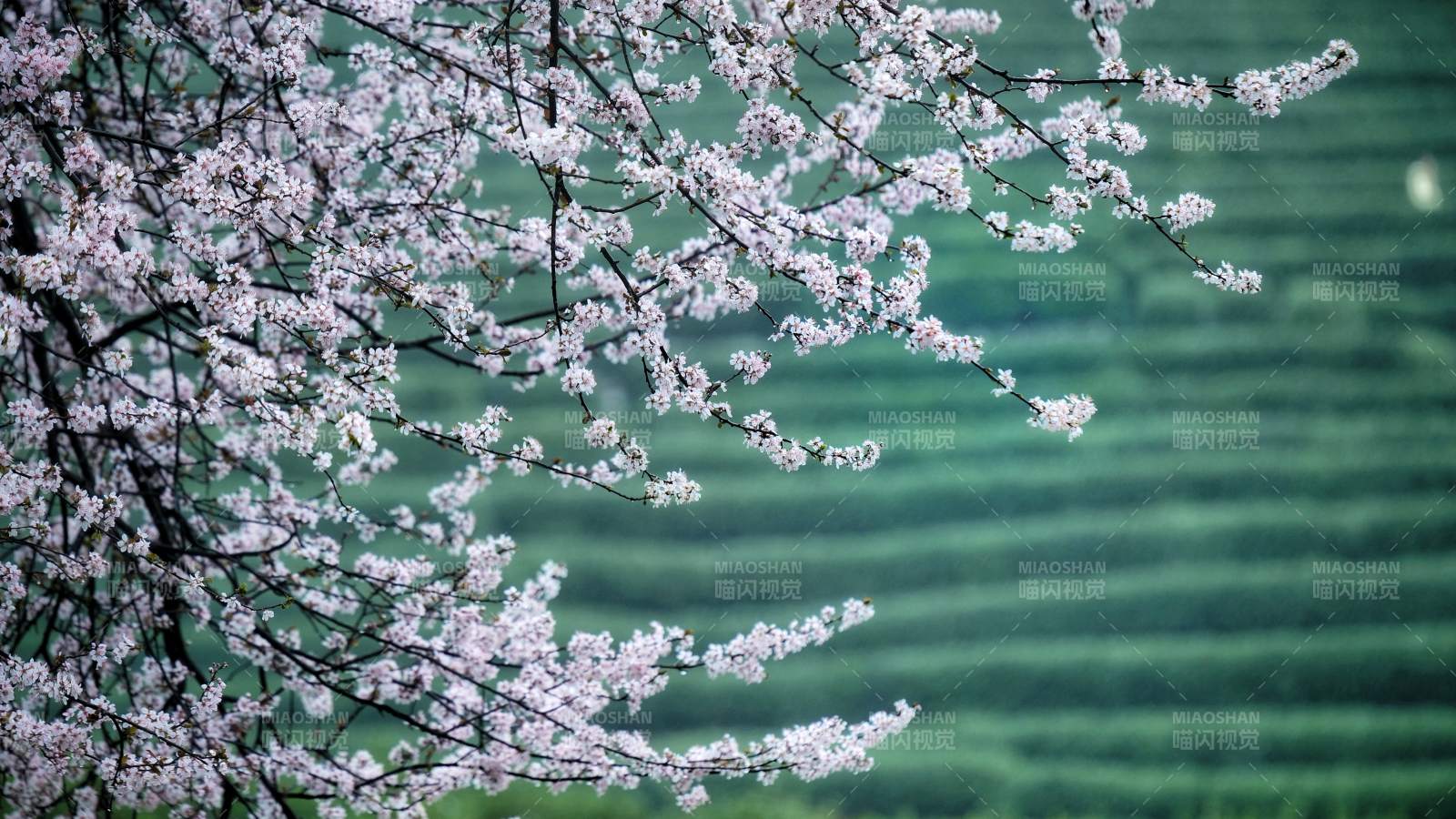 春日櫻花綻放美景