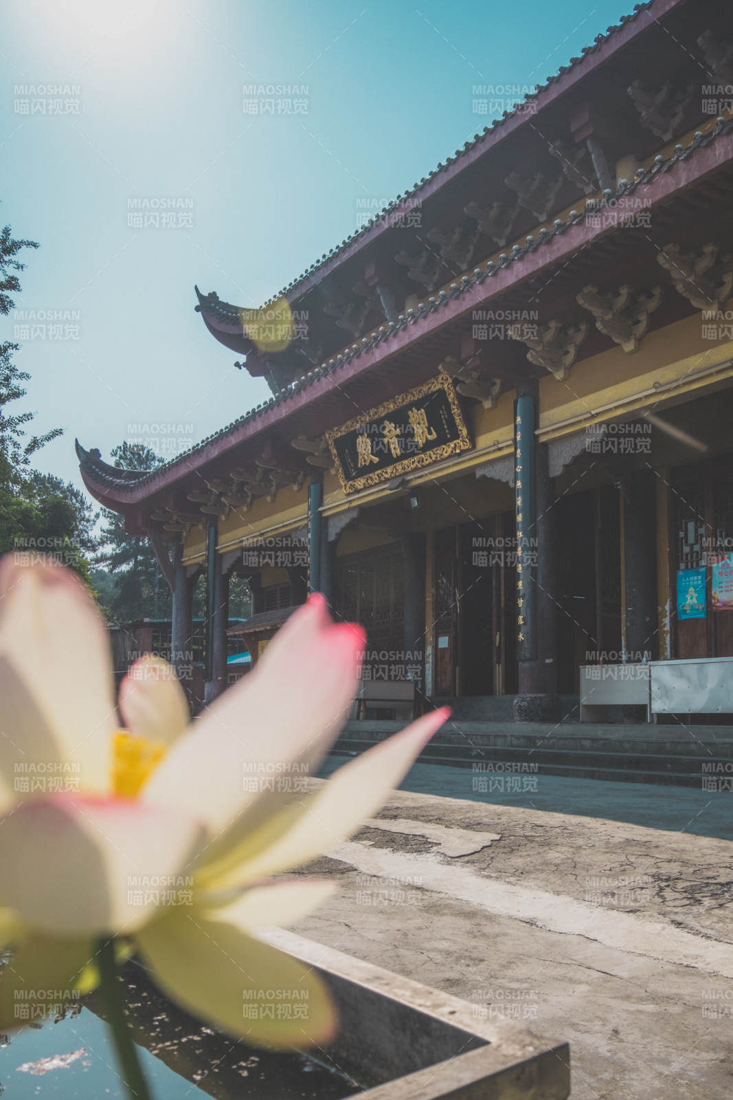 古寺蓮花映晴空