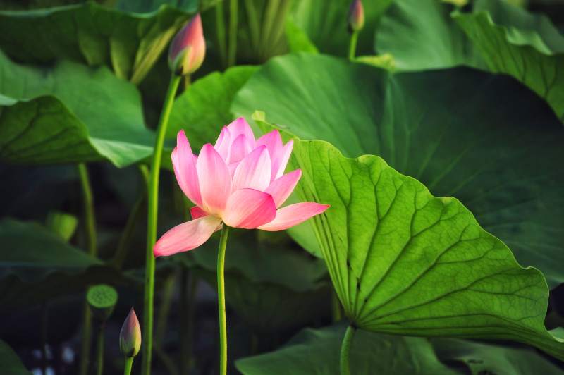 粉色蓮花綻放于綠葉間