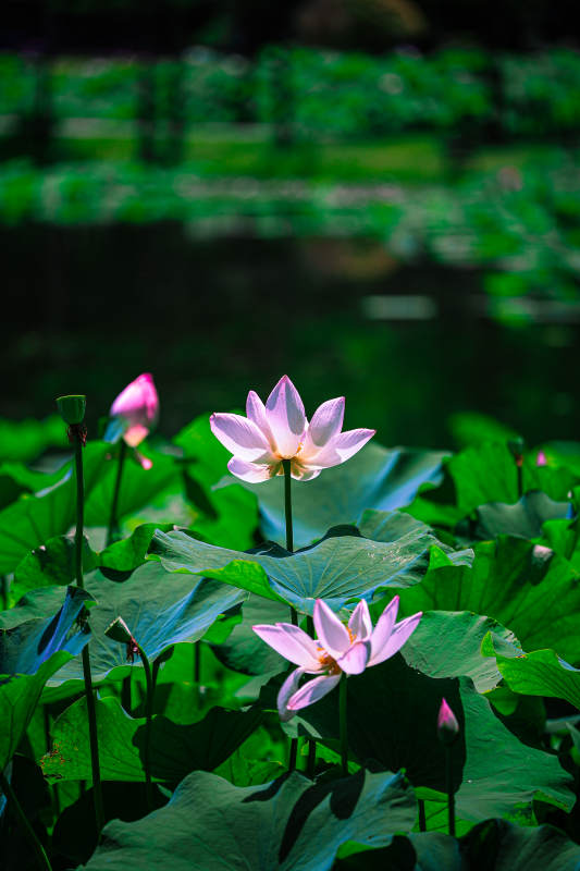 池塘中的蓮花盛開