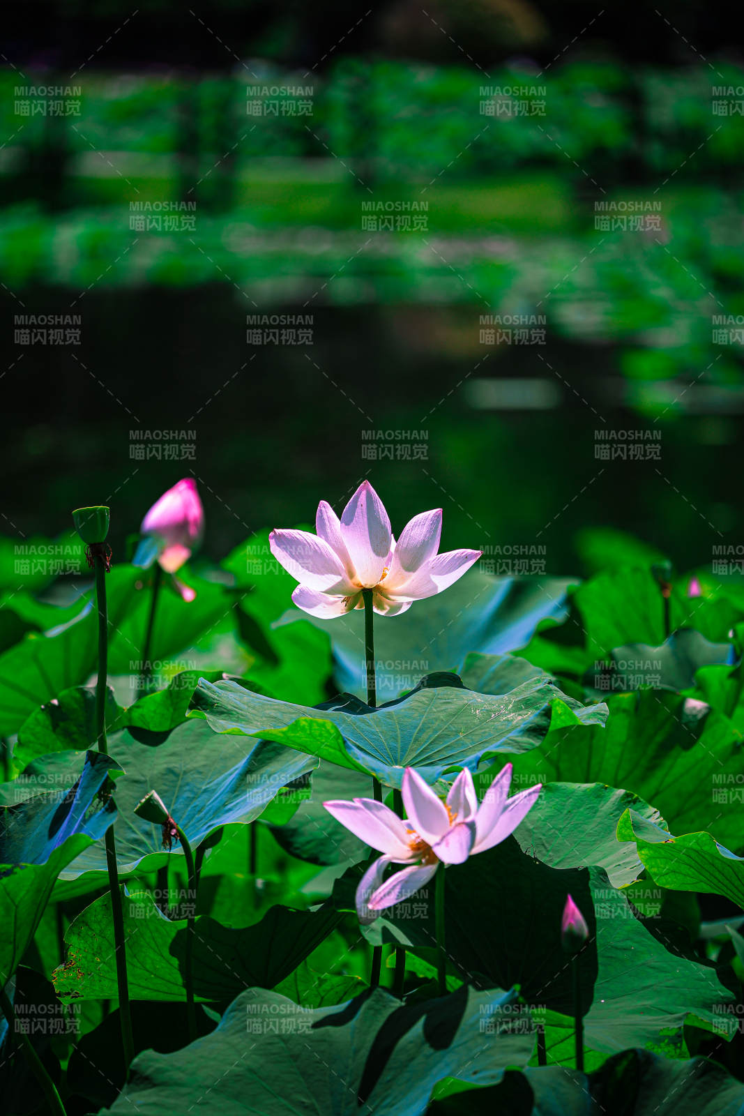 池塘中的蓮花盛開