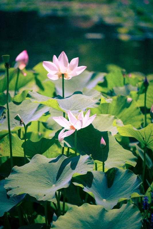 荷塘清影 蓮花綻放