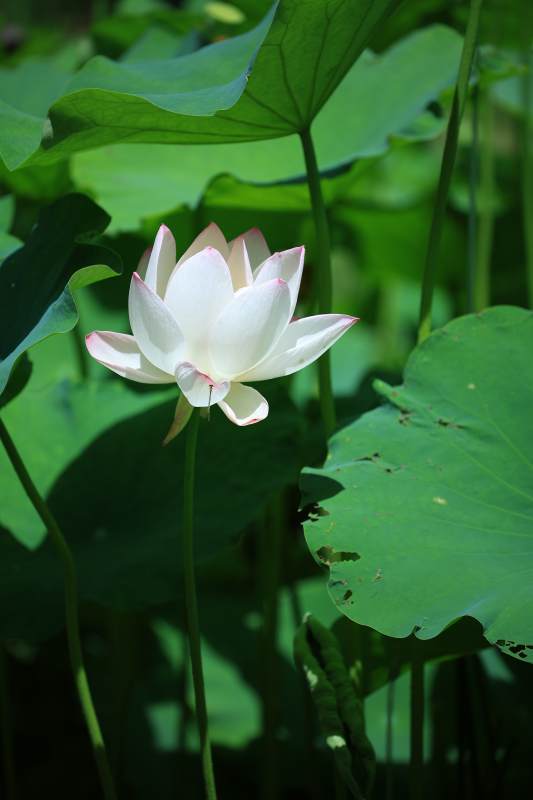 池塘中的蓮花盛開