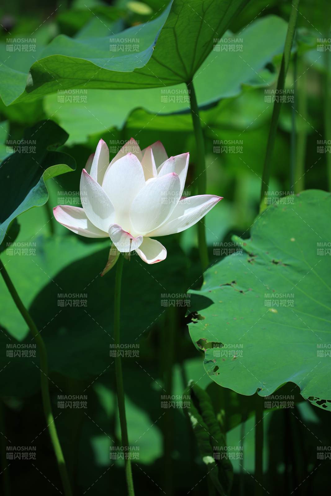 池塘中的蓮花盛開