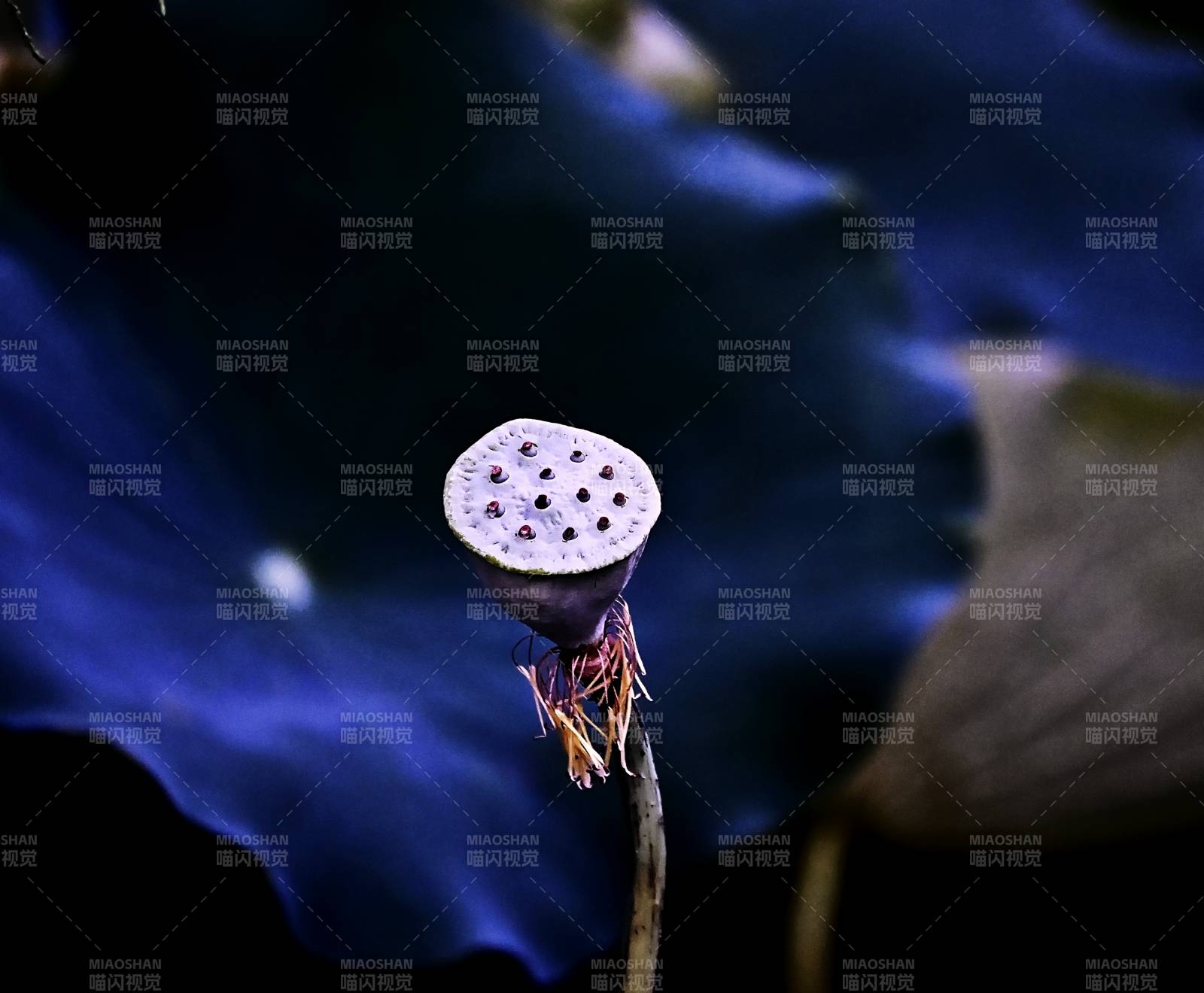 蓮蓬靜謐 藍葉相伴