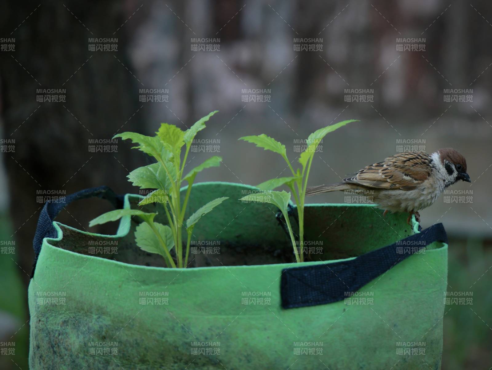 小鳥棲息在綠植盆中