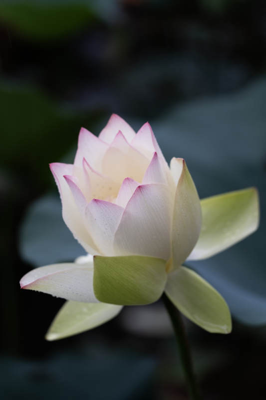 靜謐蓮花 淡雅綻放