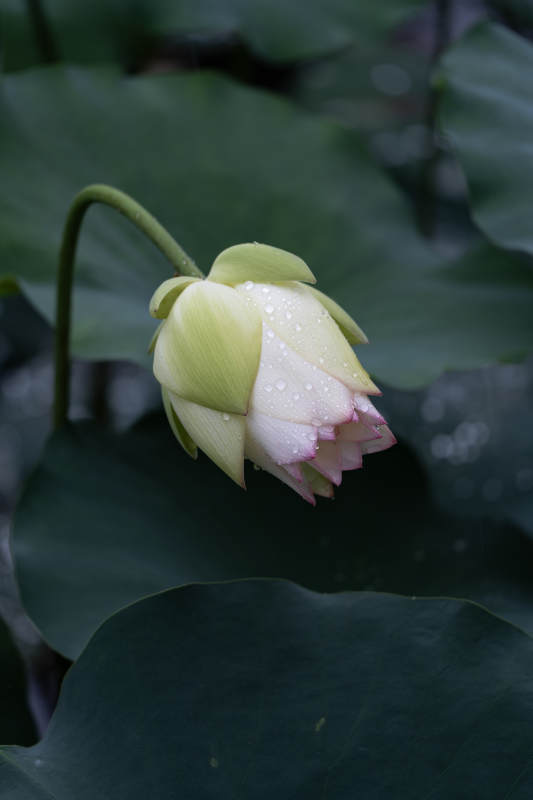 雨后荷花含苞待放