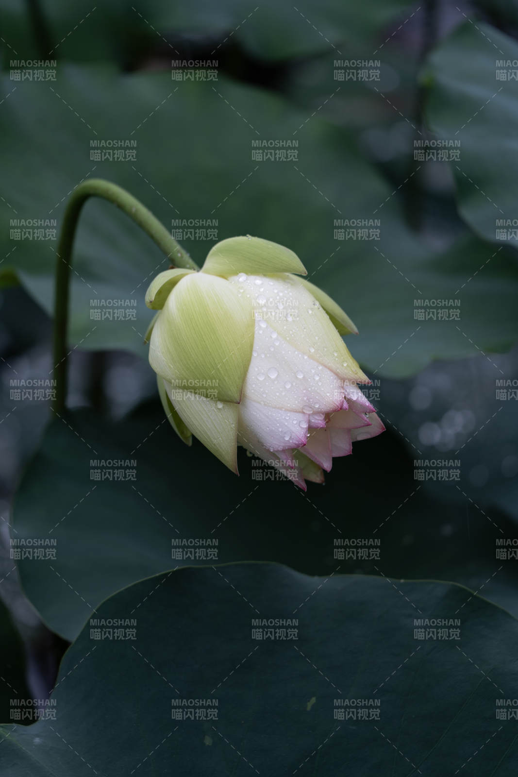 雨后荷花含苞待放