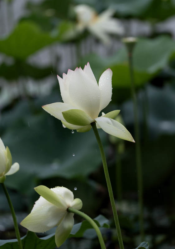 雨中白蓮靜謐綻放