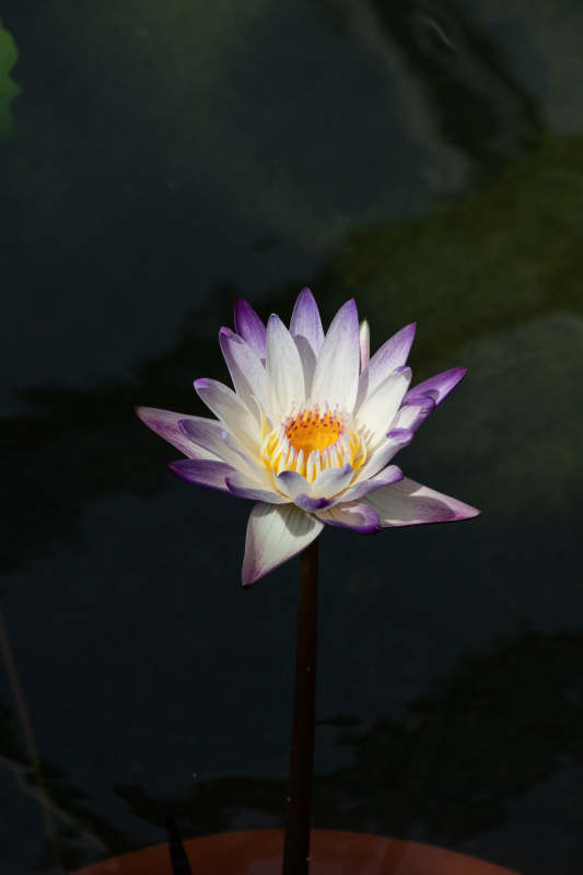 池中綻放的紫白蓮花