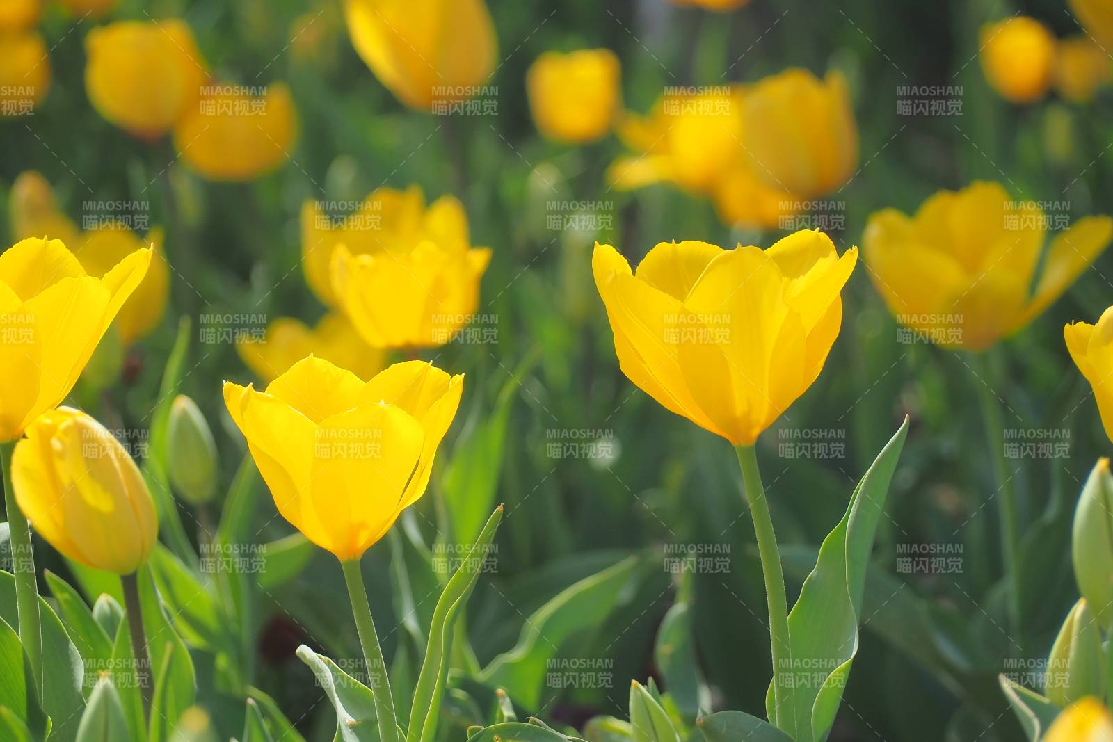 黃色郁金香花田美景