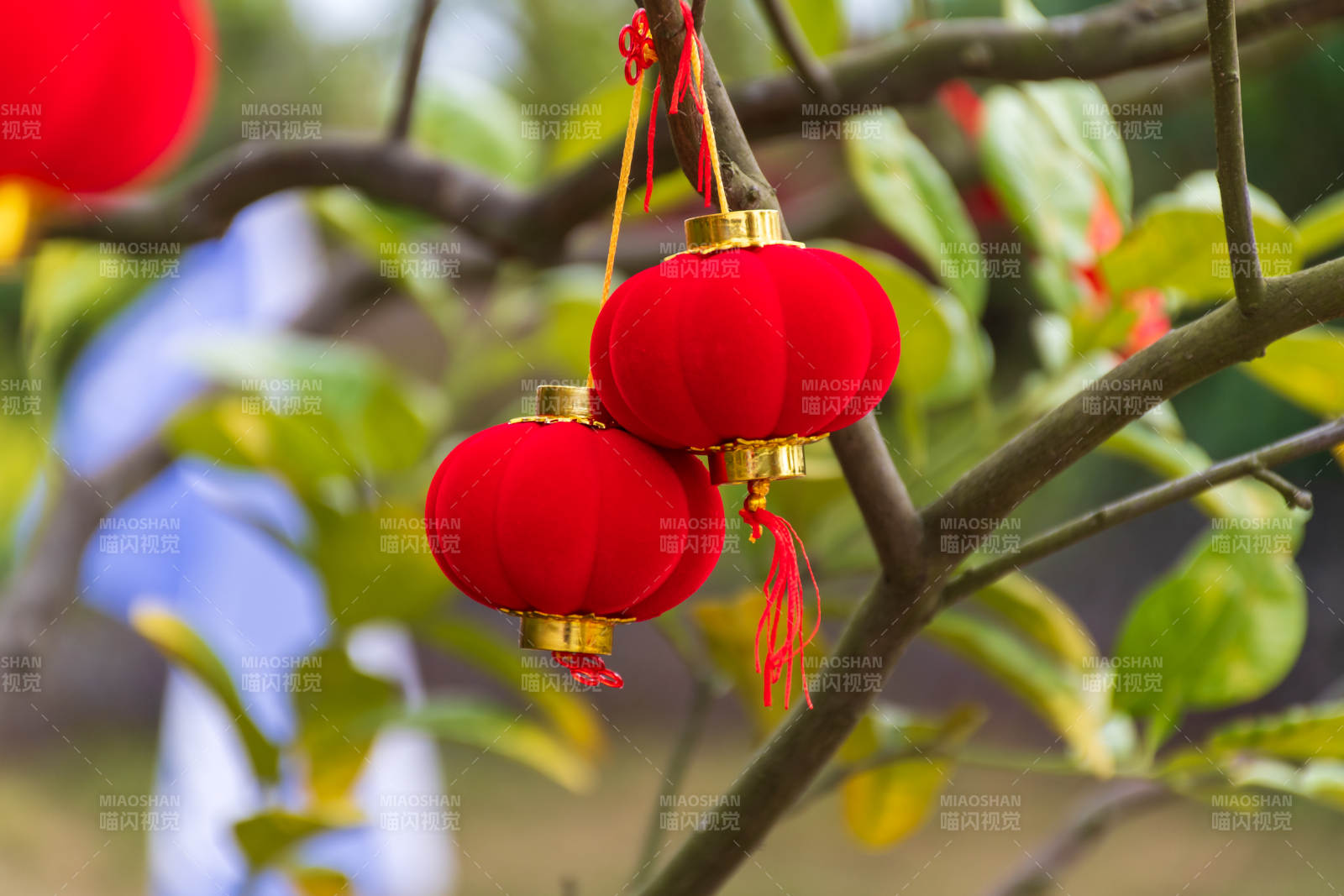 紅燈籠掛枝頭迎新春