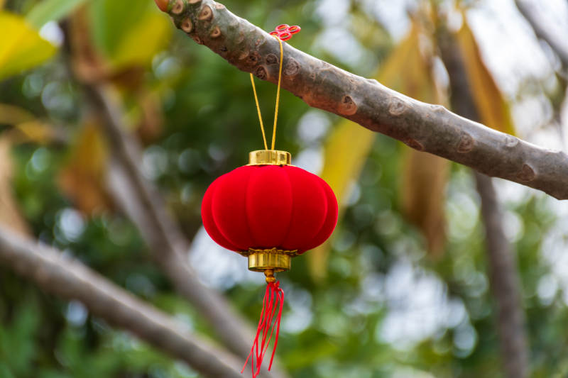 樹上掛著的紅色燈籠