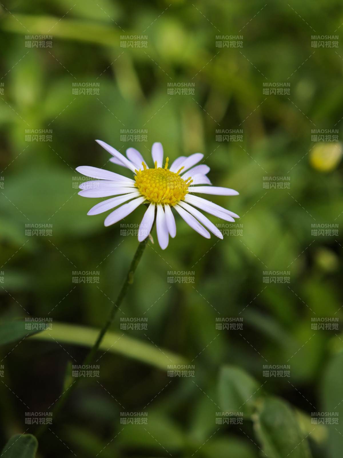 野地小雛菊 清新自然美