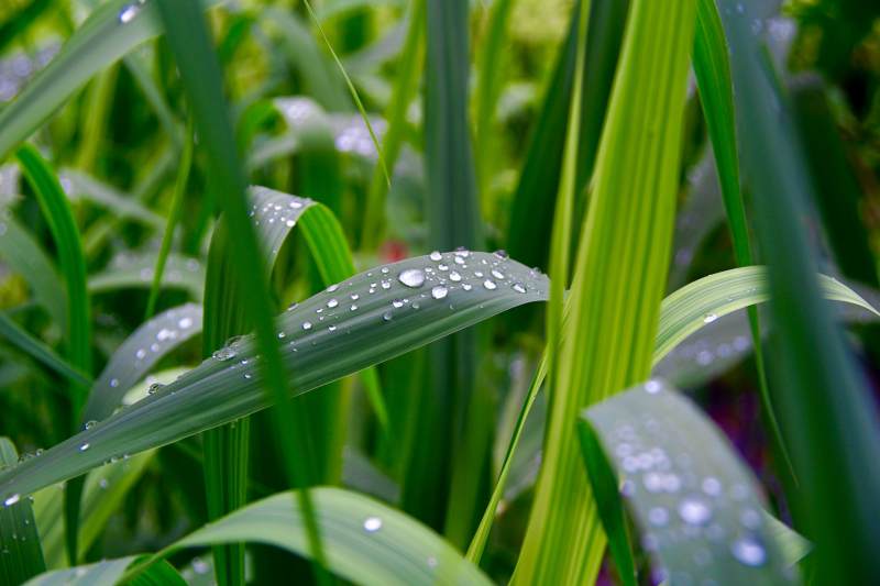 雨后青草上的水珠