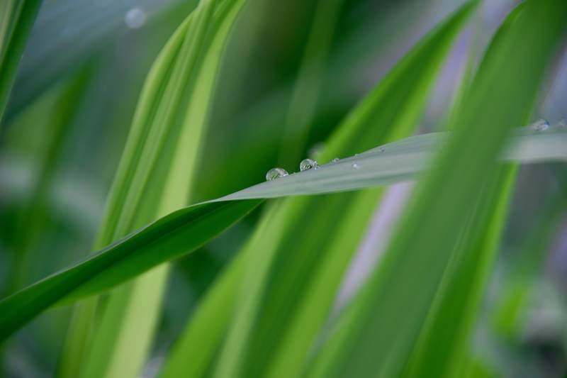 晨露輕沾綠葉間