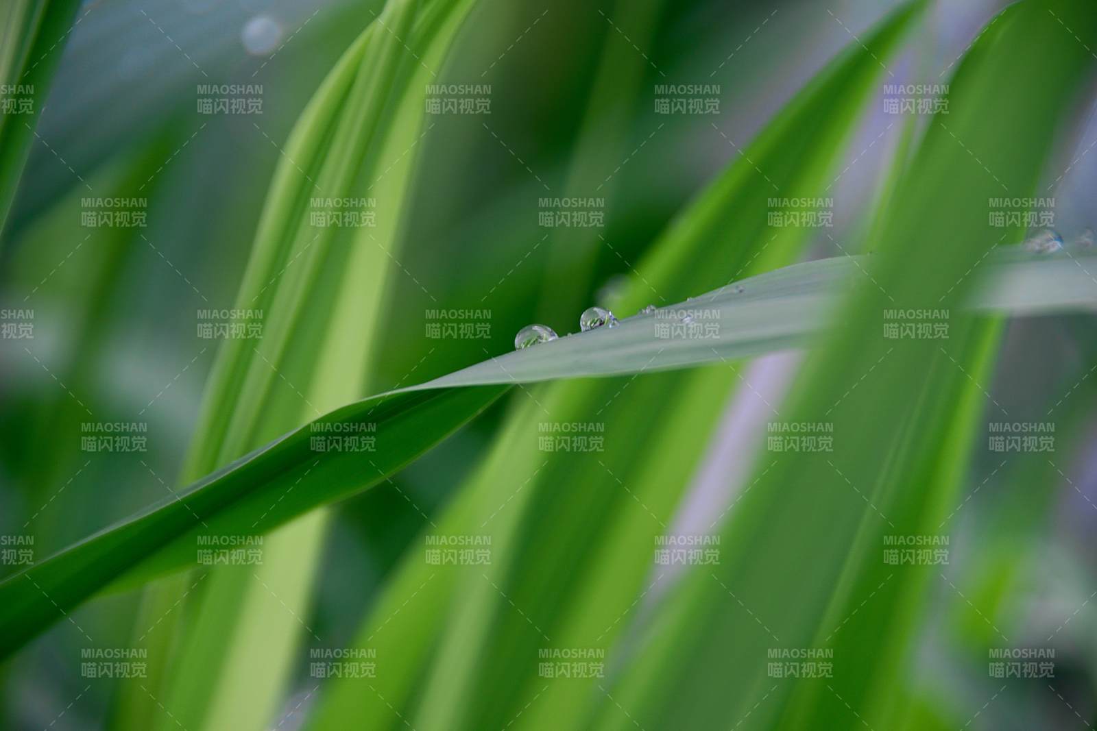 晨露輕沾綠葉間