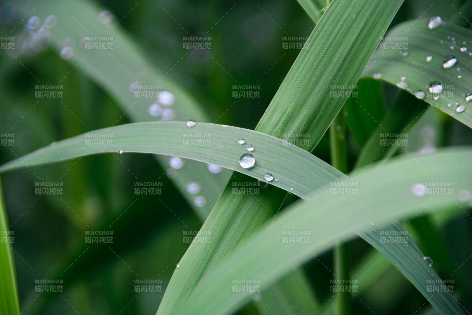 晨露滴翠葉