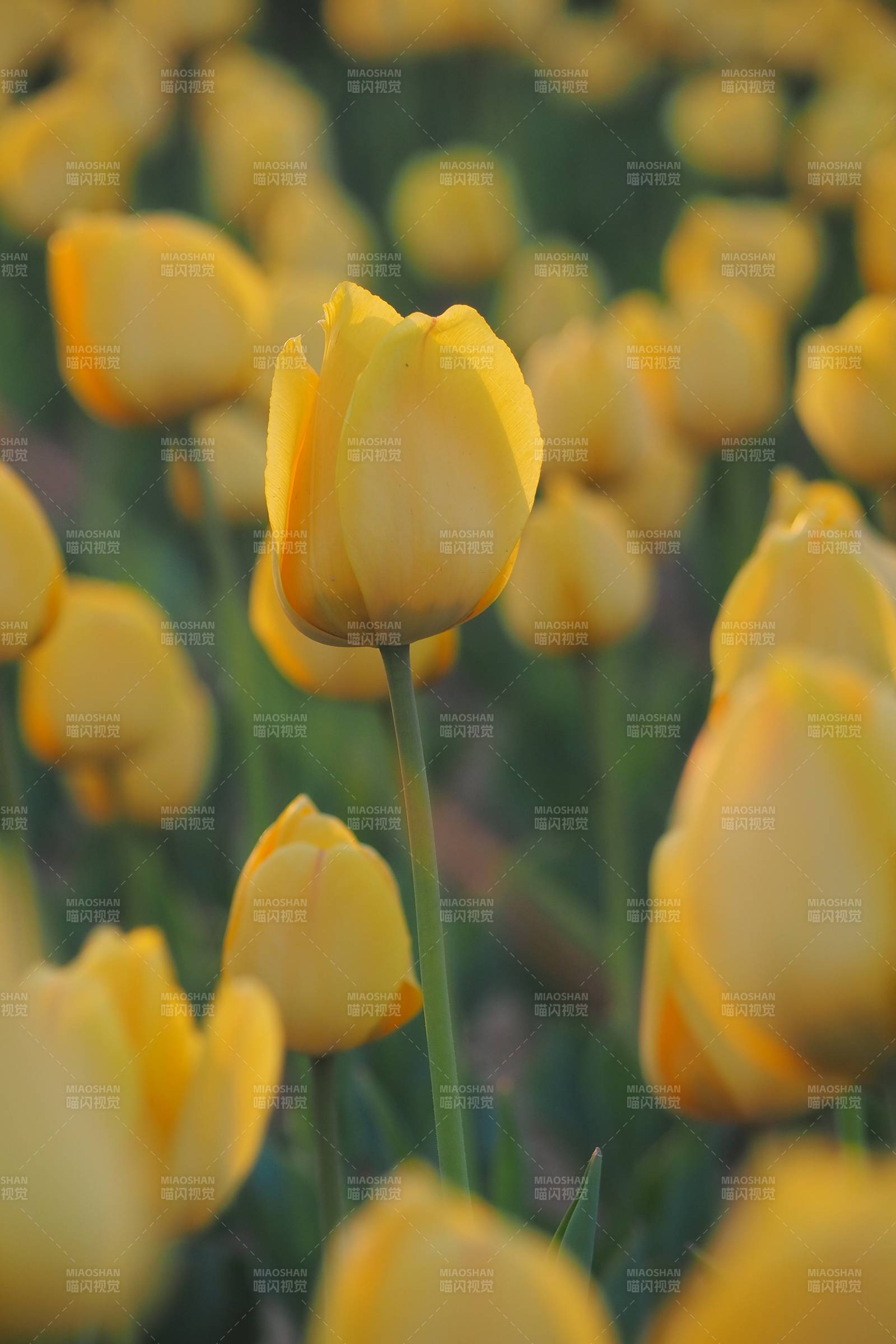 黃色郁金香花海特寫
