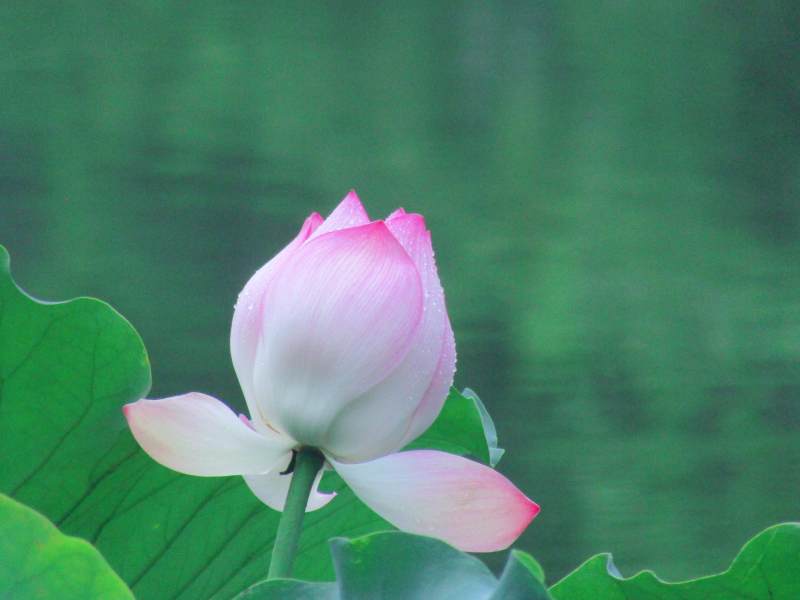 池中蓮花初綻放