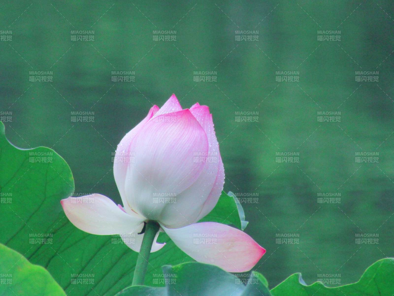 池中蓮花初綻放
