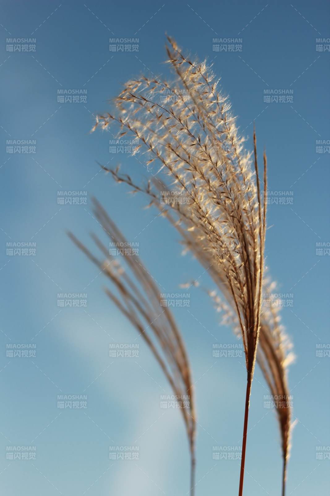 秋風中的蘆葦花