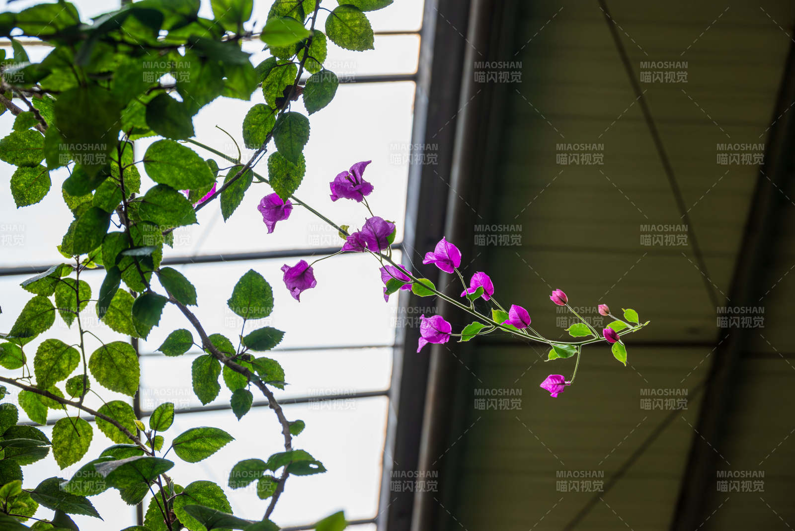 紫花綠葉映窗景
