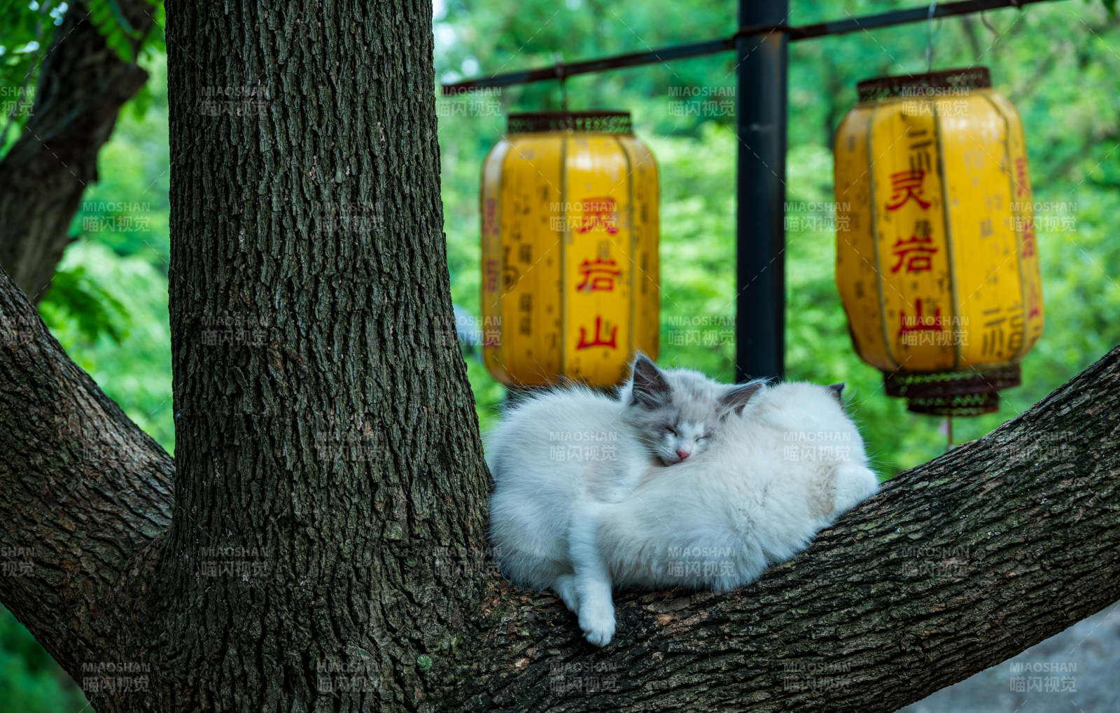 樹(shù)上貓咪悠閑睡午覺(jué)
