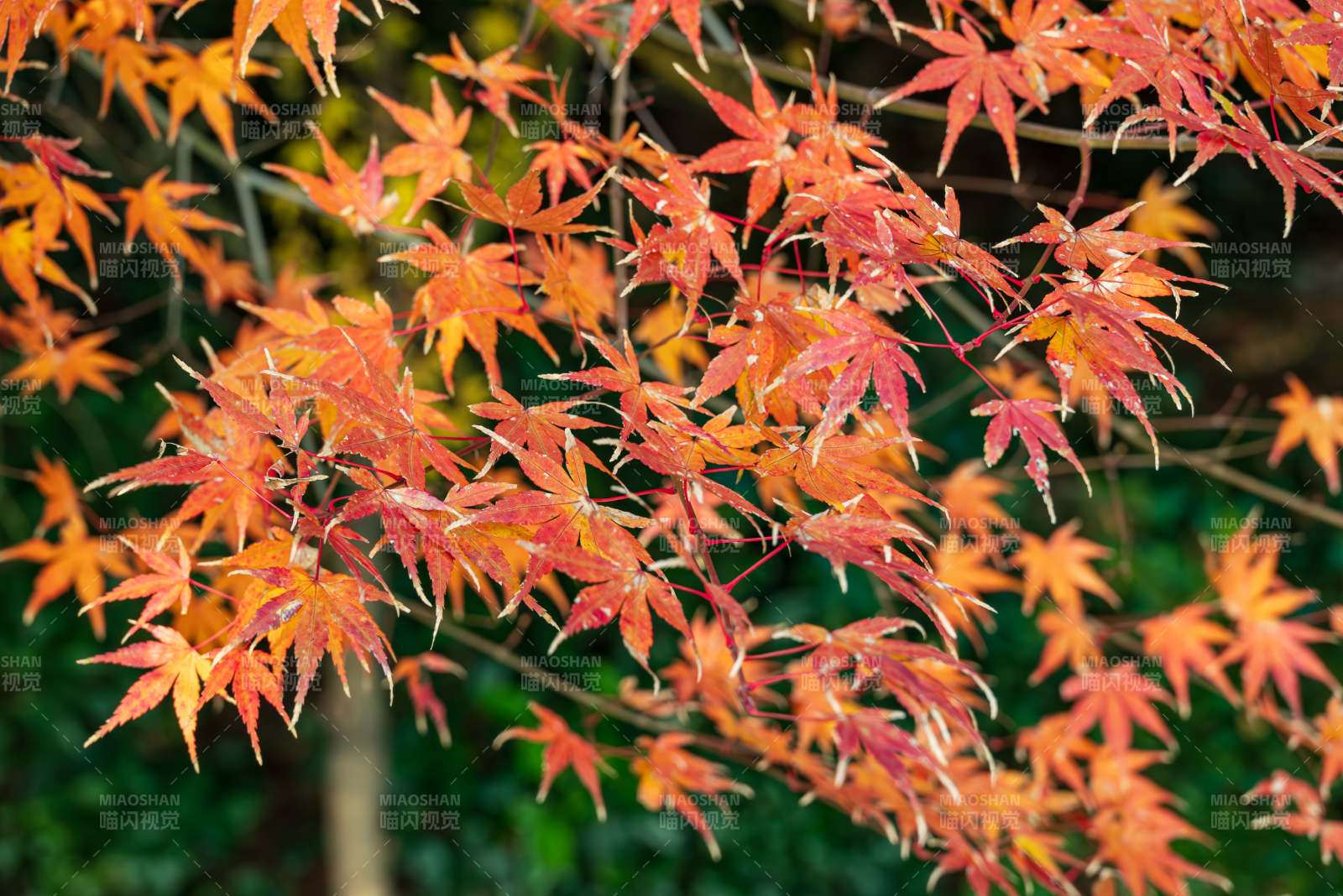秋日紅葉映枝頭