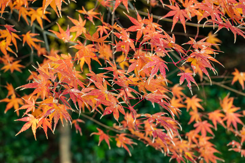 秋日紅葉映枝頭