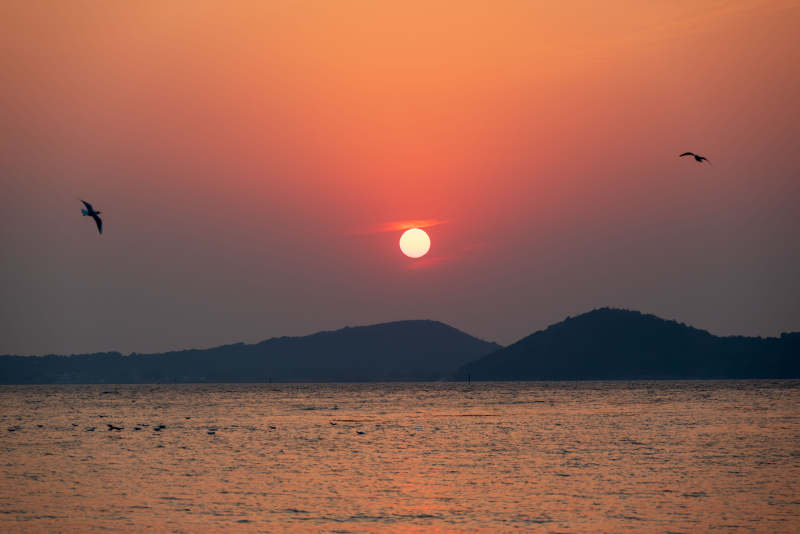 夕陽(yáng)西下 海鳥飛翔