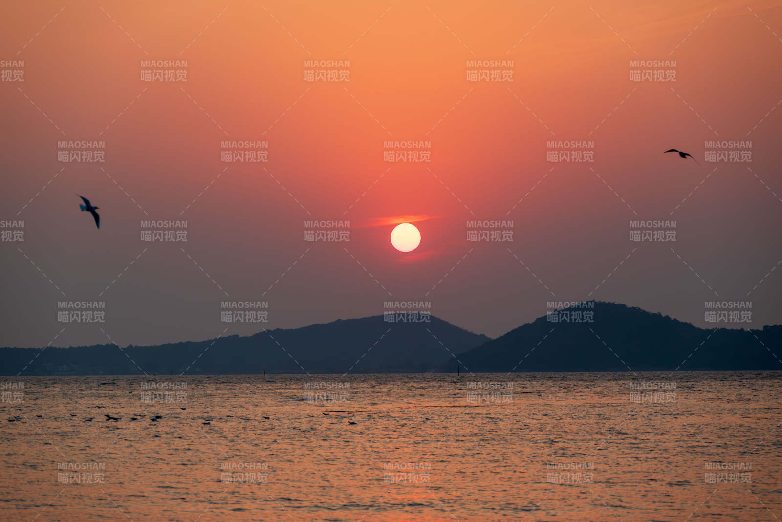 夕陽西下 海鳥飛翔