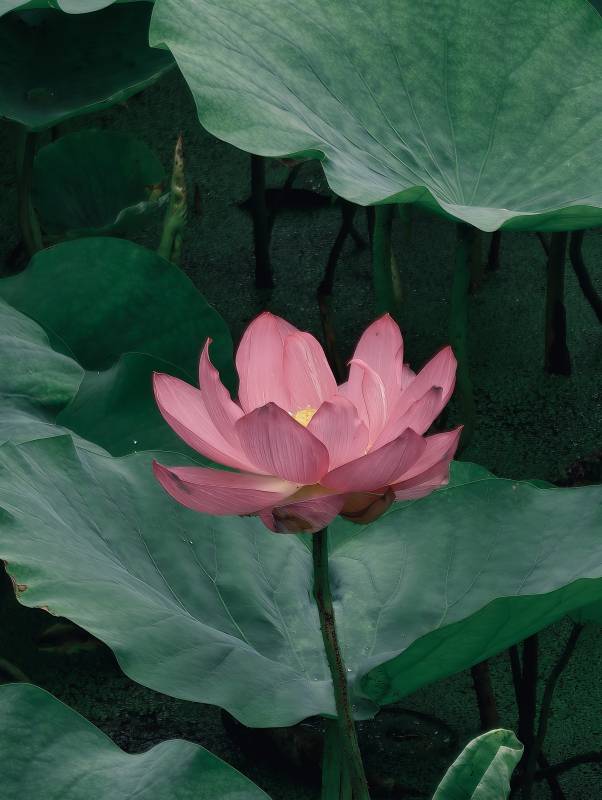池中蓮花靜謐綻放