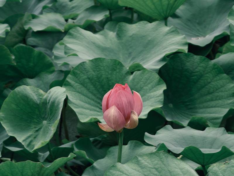 蓮花初綻綠葉間