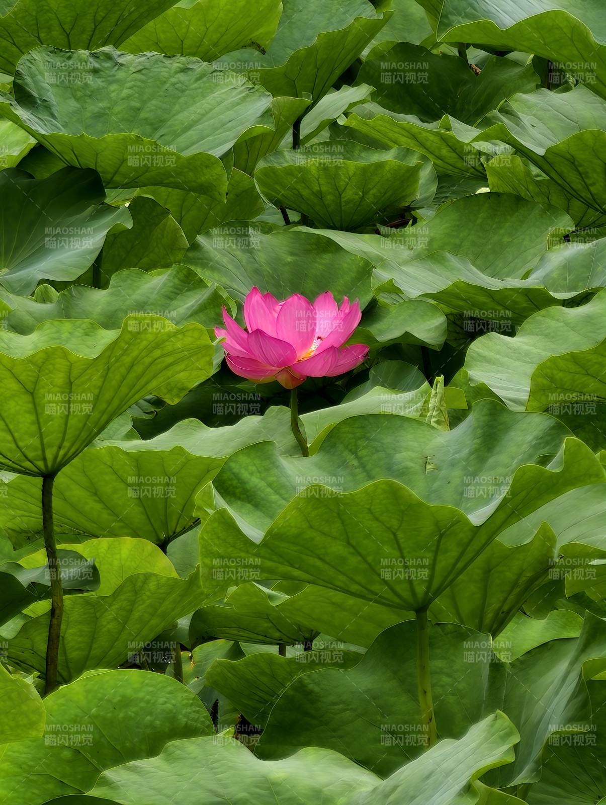 荷葉叢中粉蓮花