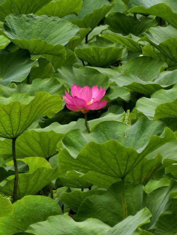 荷葉叢中粉蓮花