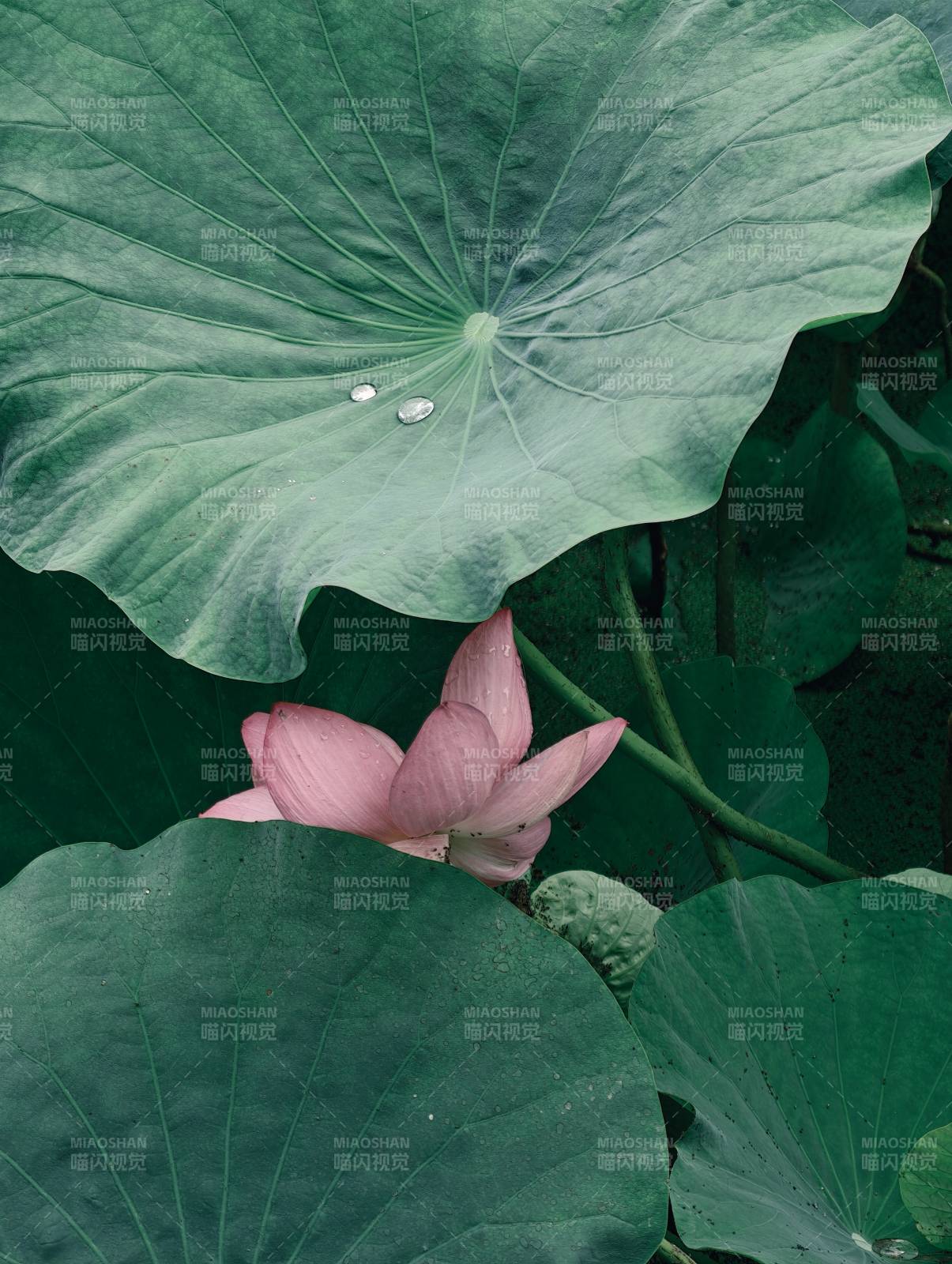 荷葉上的露珠與蓮花