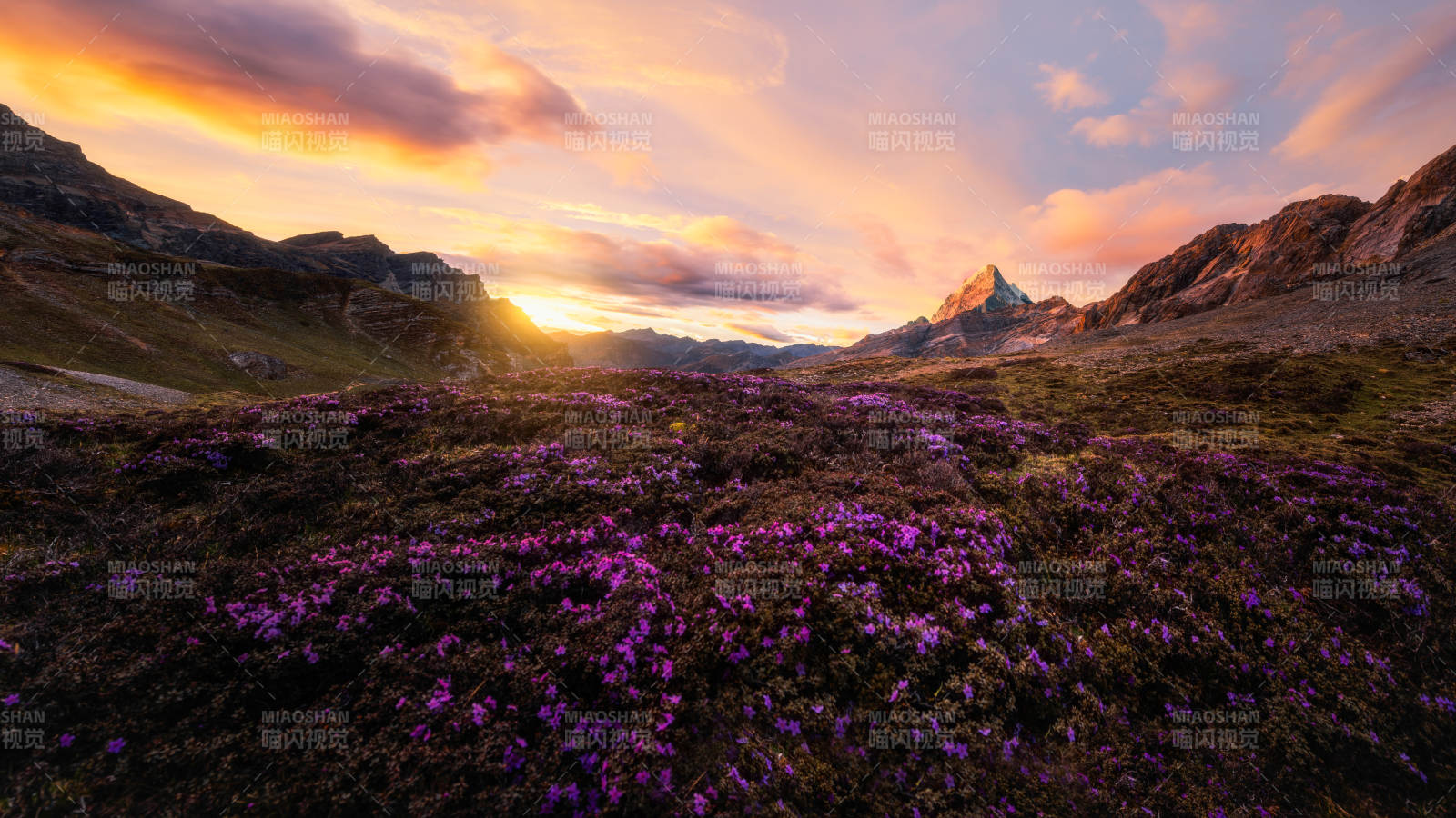 夕陽下的紫色花海