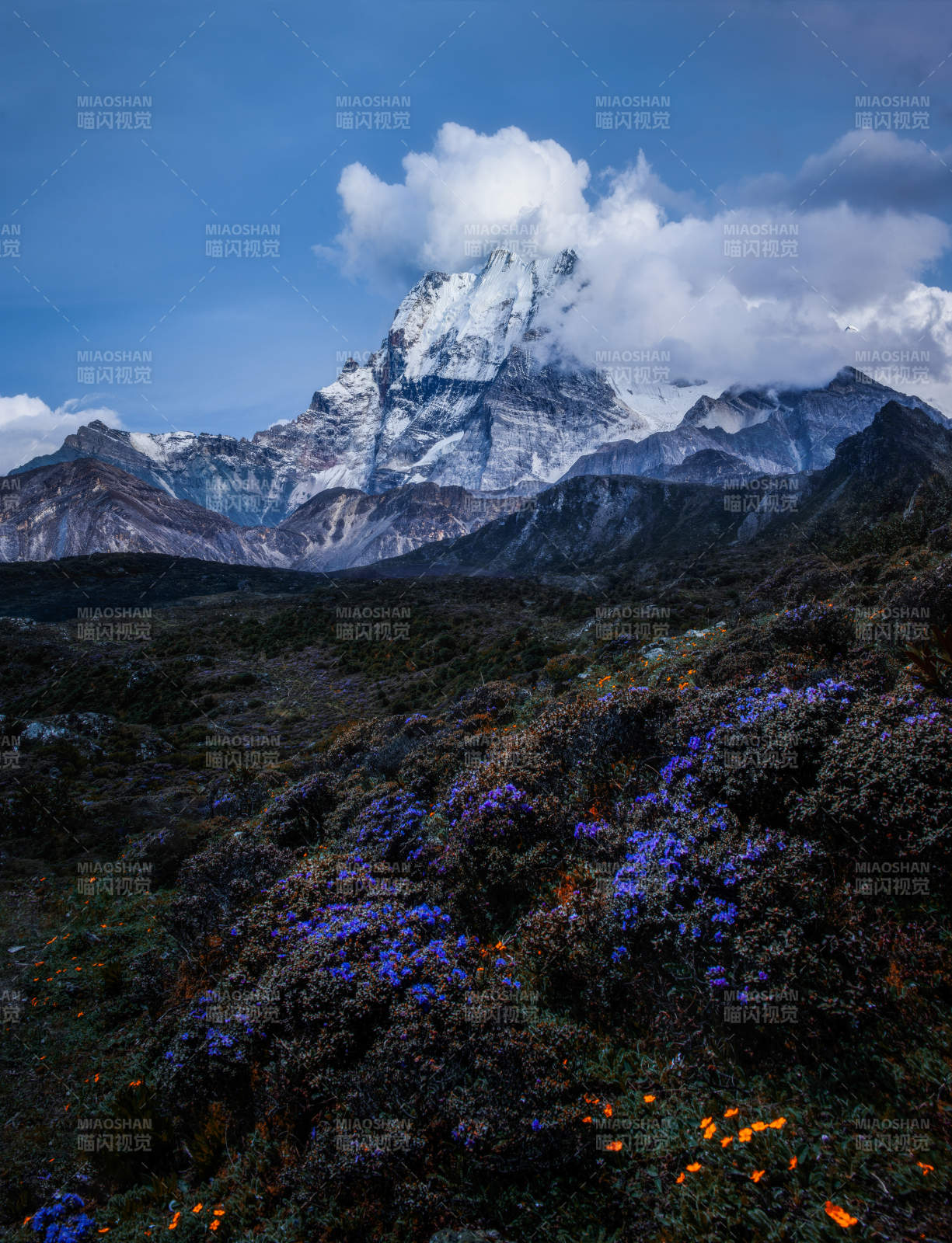 雪山之巔 花海綻放