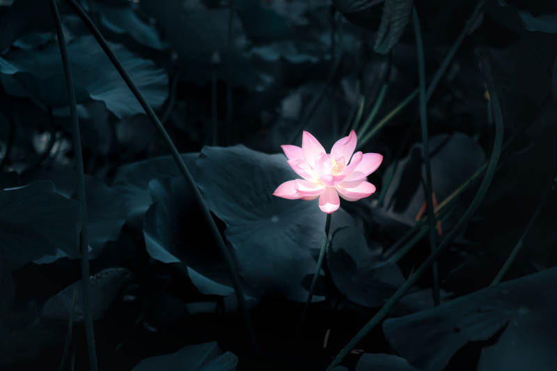 靜謐池塘中的蓮花綻放