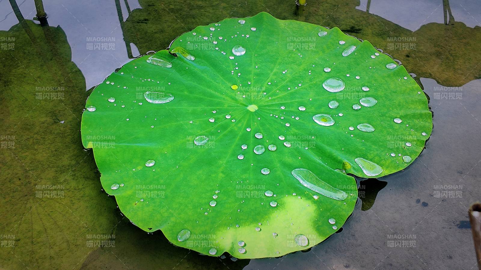 荷葉上的水珠晶瑩剔透