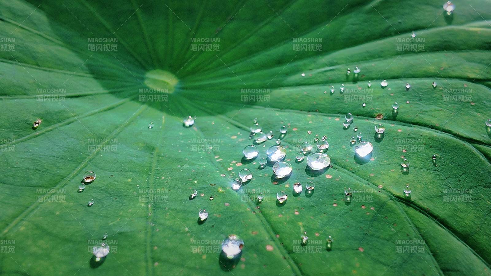荷葉上的水珠晶瑩剔透