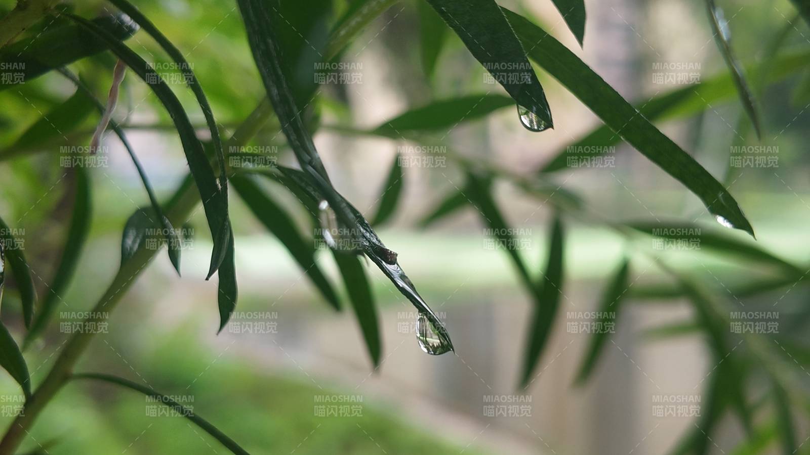 雨后葉尖水滴晶瑩剔透