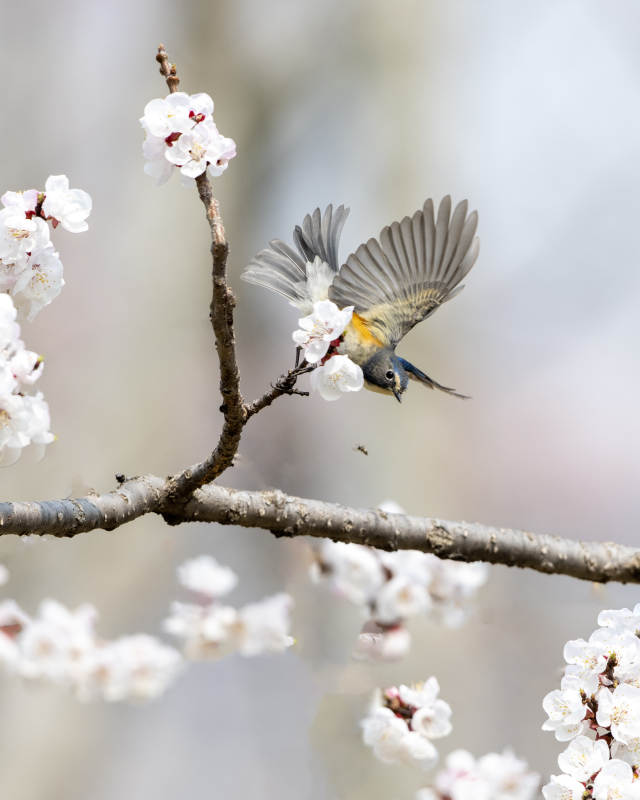 春日花間鳥飛翔