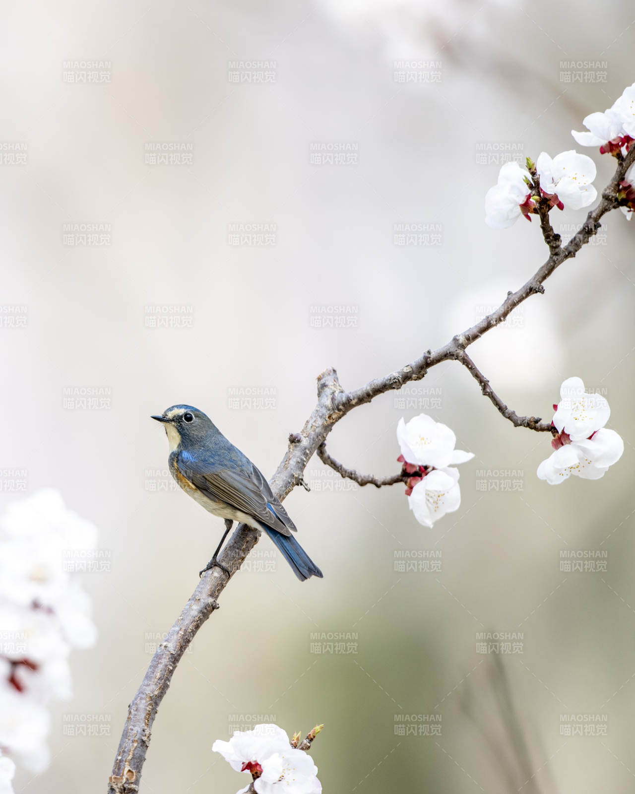 春日枝頭鳥語花香