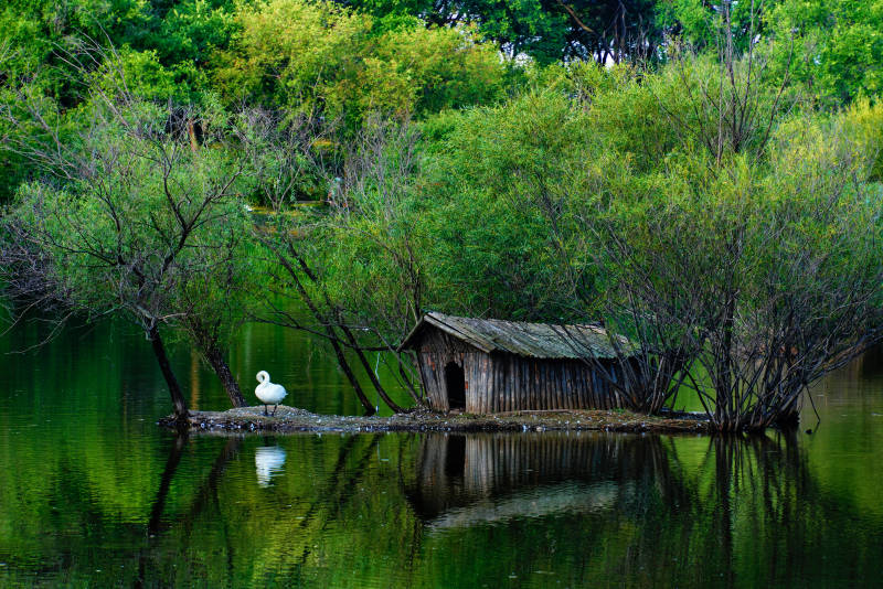 湖畔小屋与白鹭静谧景致