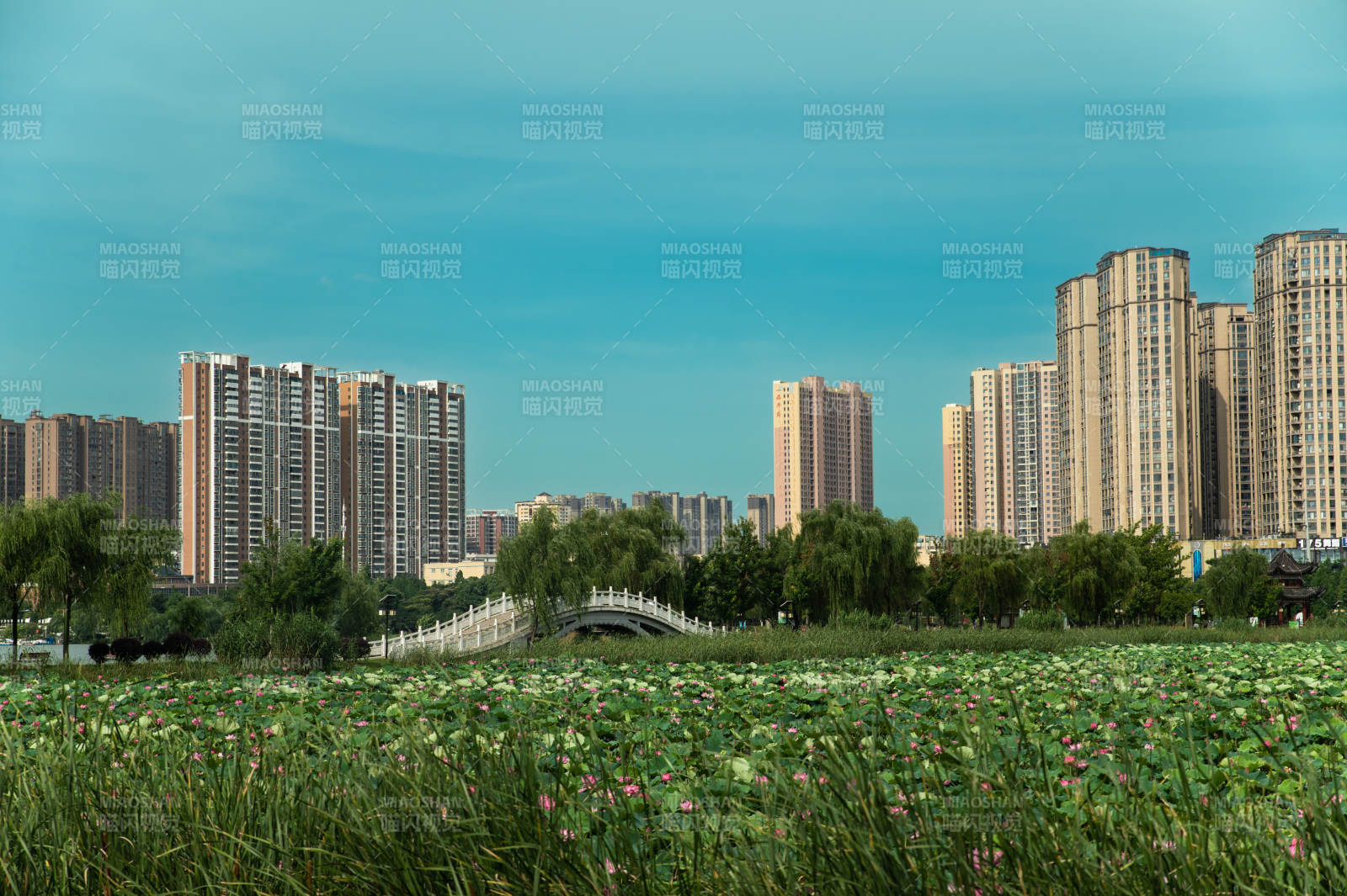 城市綠洲 高樓與荷塘相映