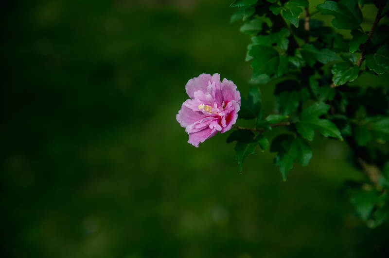 粉色花朵在綠葉間綻放